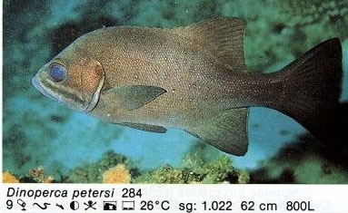 Dinoperca petersi